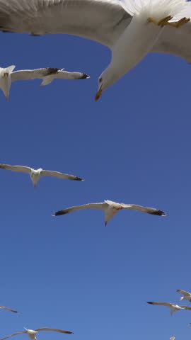 Many seagulls flying against the blue sky in a sunny day. Vertical video