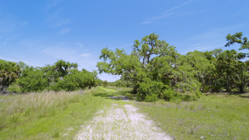 Tropical wetlands with dirt road hiking trail between wild vegetation in southern Florida. Rainforest ecosystem