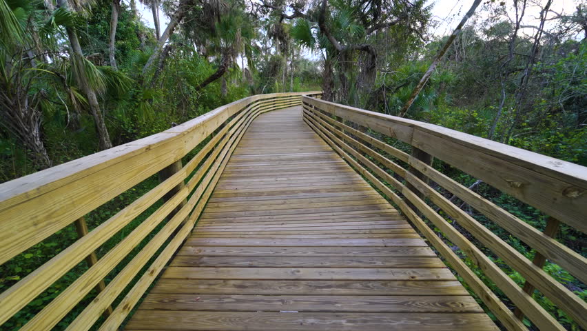 Wooden boardwalk trail footpath in tropical jungles with green palm trees and wild vegetation in southern Florida. Exploring of dense rainforest ecosystem