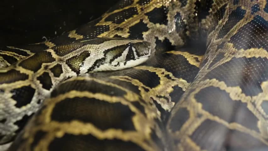 Beautiful King Cobra HD Video