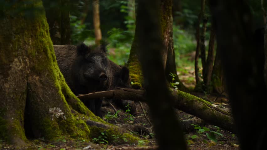 Wild boar in natural environment. Vision Park in Auberive region, France. Slow motion