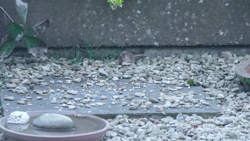 a wood mouse (long tailed field, Apodemus sylvaticus) feeding in a garden patio area