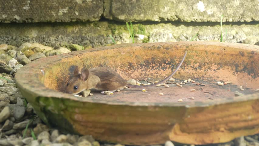 a wood mouse (long tailed field, Apodemus sylvaticus) feeding in a garden patio area