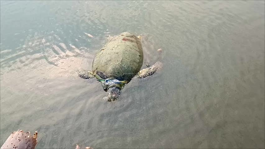 A turtle floats on sea water after being caught in a fisherman