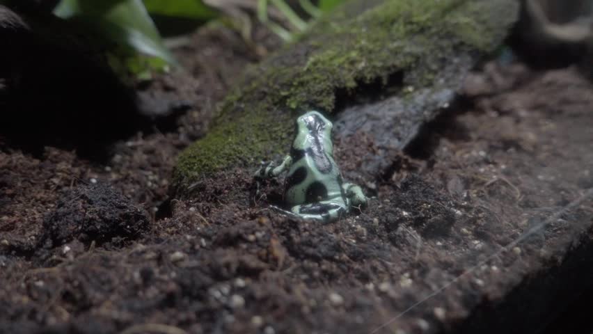 Green and black poison dart frog in aquarium (Dendrobates auratus). tropical fauna conservation. Puebla, Mexico. Slow motion.