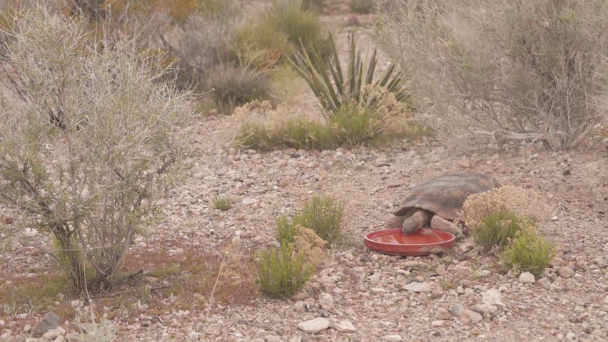 Red Rock Canyon Mojave Desert Tortoise, Gopherus agassizii After Hibernation In Las Vegas, California, USA. Static Shot