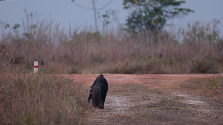 Giant Anteater walking away in dry savanna along path