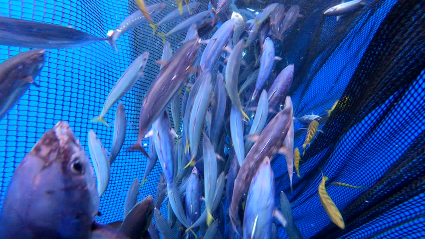 Caught fish in nets from deep blue ocean. Industry thrives on caught fish in nets culinary treasure. 4K.