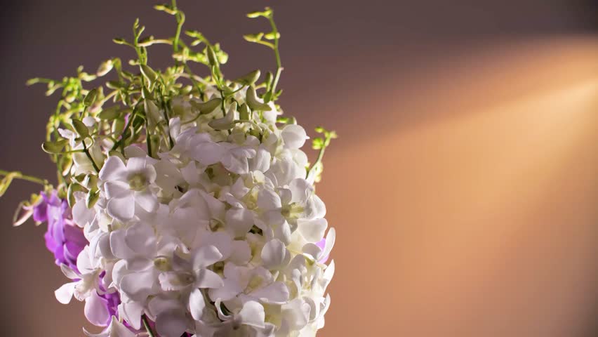 Beutiful Purple and White Orchid Flower, Close Up