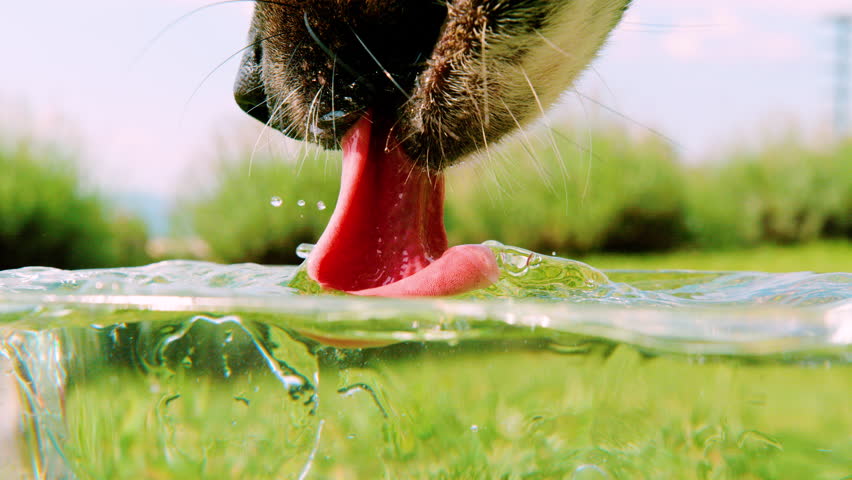 SLOW MOTION, CLOSE UP: Visible tongue and splashing water drops of a dog lapping water from a bowl. Thirsty doggie drinks from a glass bowl placed on grass after running and playing around in garden.