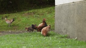 Herd of chickens eating grass worms, and eating other insects. - Powered by Shutterstock - Get 15% off with code: PIKWIZARD15