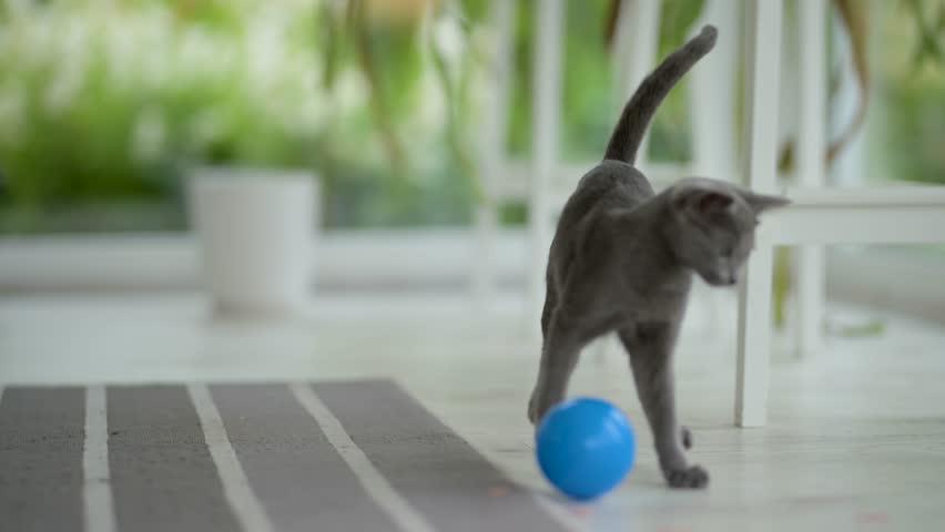 Young playful Russian Blue kitten playing with blue ball by the window, getting the zoomies. Gorgeous blue-gray cat with green eyes. Family pet at home.