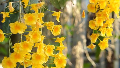 Yellow orchid in the summer.