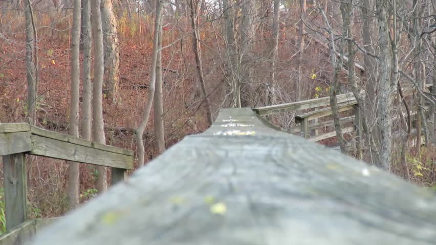 Beautiful wild birds on trail