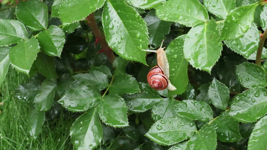 Snail with shell in backyard garden after rain on rose leaves. Nature and planet. 