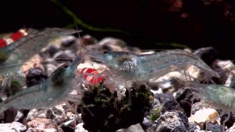 Shrimp eating