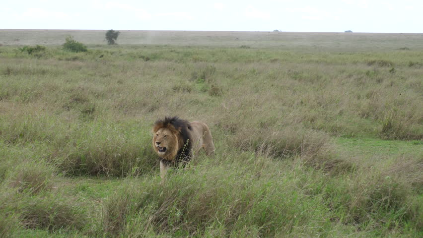 Huge male Lion walks in high grass, rain season, Serengeti
