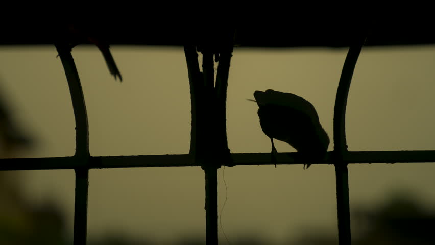 silhouette of indian sparrow sitting on window grill