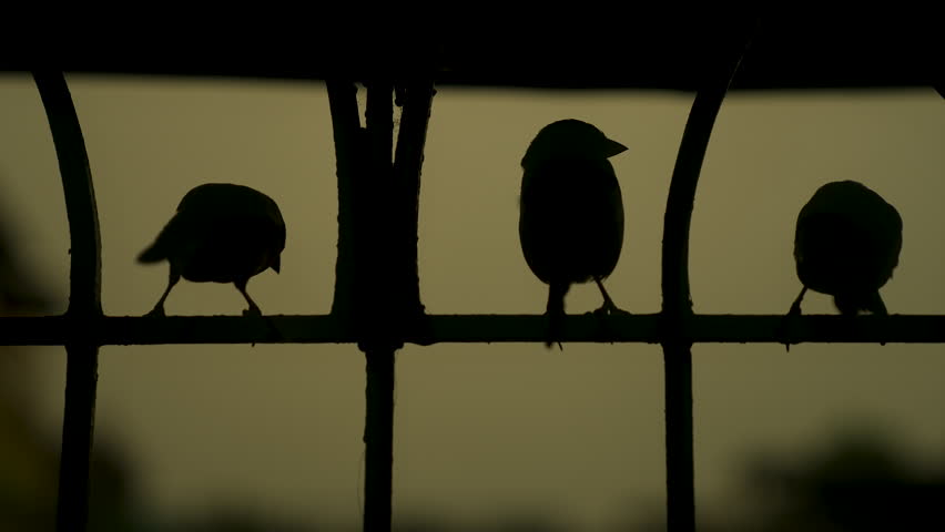 silhouette of three indian sparrow sitting on window grill