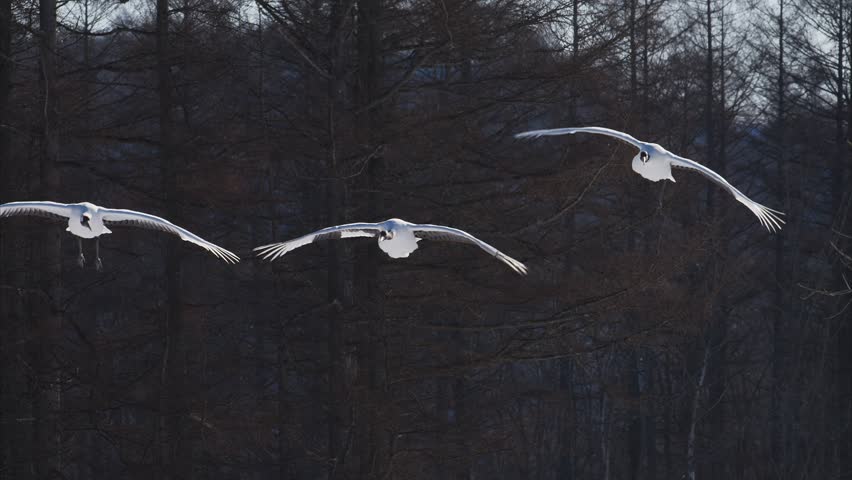 Red-crowned crane landing (slow motion)