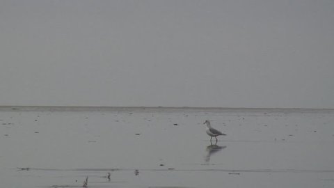 Seagull Walks on the beach / St. Peter-Ording