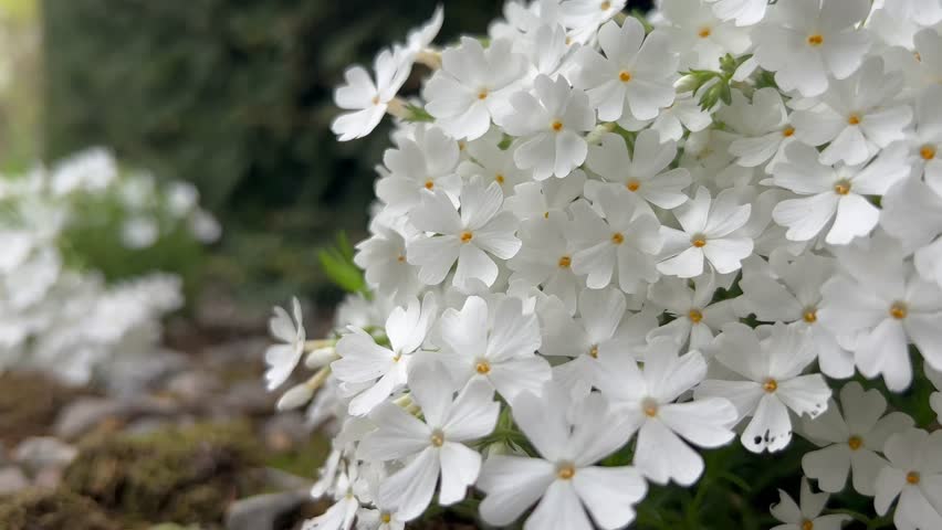 white flowers with double petals and a small yellow core are located on the side of the camera, the camera moves smoothly to the side, showing more flowers in the distance. High quality 4k footage