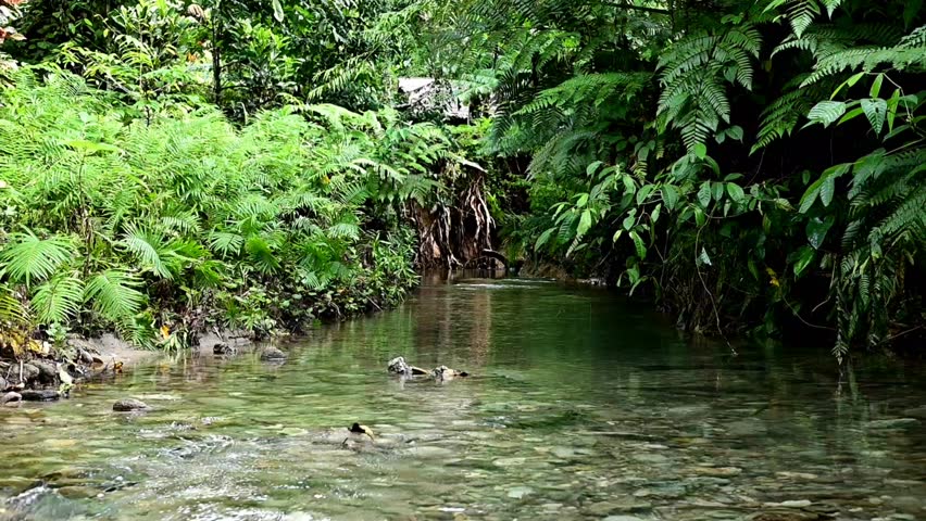 Small river flowing in the forest