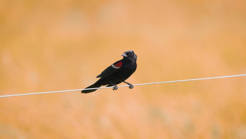 Male red-winged blackbird calling in depth of field in front of crops