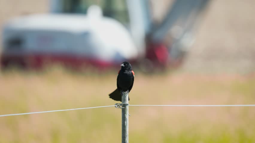 Male red-winged blackbird calling in front of farm machinery in rural US