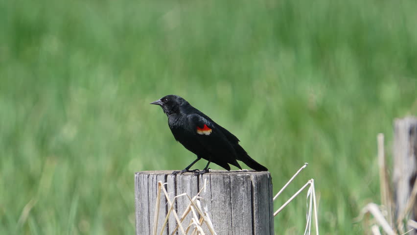 Red-winged Blackbird on fence post calling across the marsh in Wyoming.