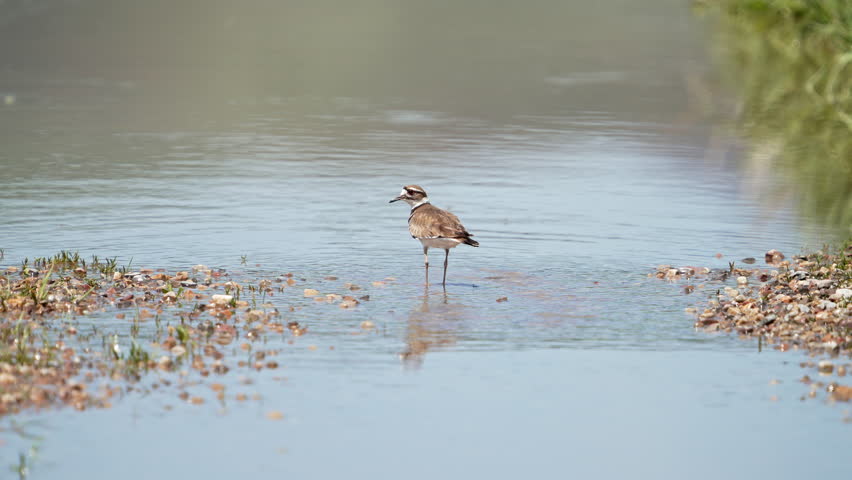 Killdeer taking flight from shallow stream in Wyoming as it flies away.