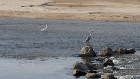 Grey Heron and Little Egret of Yamato River