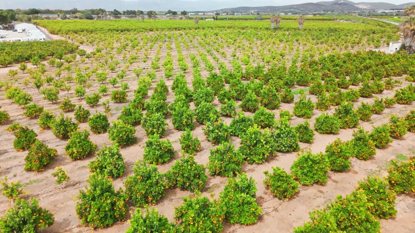 Aerial view of orange trees in a plantation. An orange tree farm plantation in Andalusia, Spain. A large orange plantation with trees full of fresh ripe orange fruits. Citrus orchard in Europe
