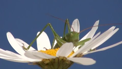 Grasshopper on flower