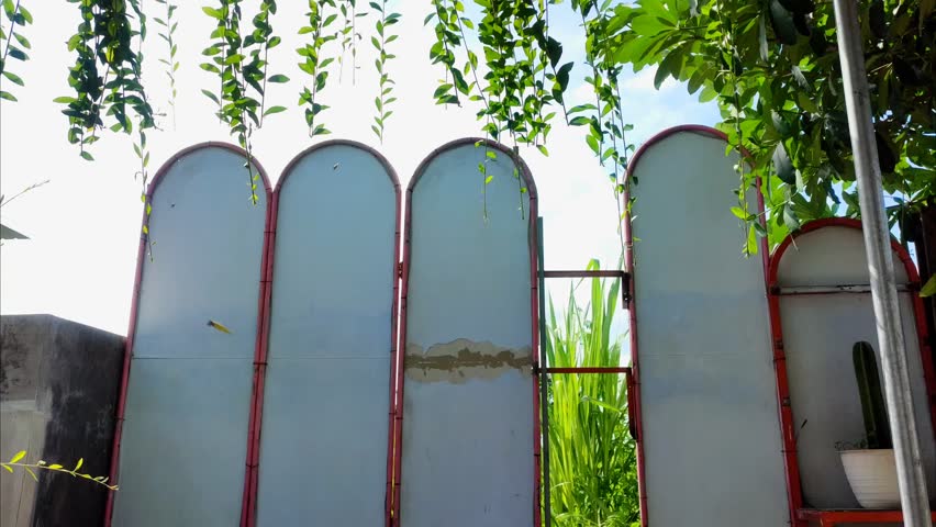Landscape view of the backyard, hanging plants moving in the wind with the gate in the background.   Soft focus. Lee Kuan Yew. 