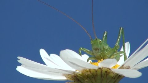 Grasshopper on Margeritenblüte