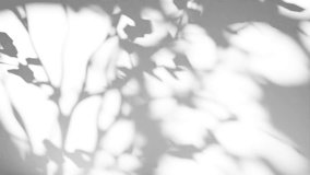 Branch Shadow Overlay Video Loop, Gobo Animation, Seamless Texture, Leaf Tree Shadows, White Background,  Animated Visual Design Effect, Realistic Nature on Wall - Powered by Shutterstock - Get 15% off with code: PIKWIZARD15