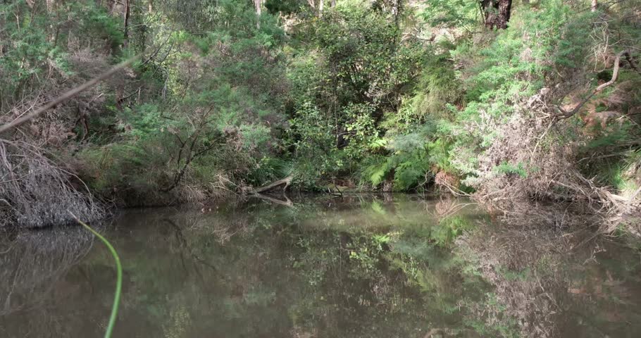 Small pond in bushland setting