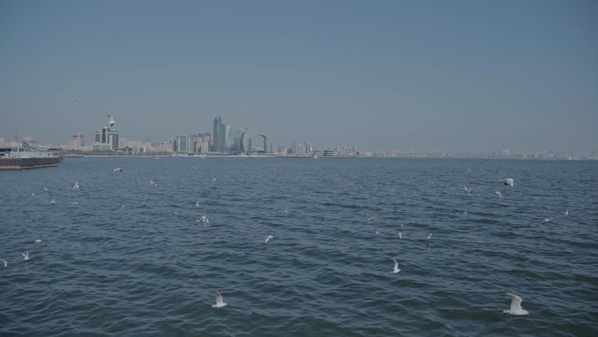 Flock of seagulls flying over Caspian Sea with city buildings view.
