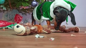 Naughty dachshund chews on reindeer toy near Christmas tree. Cute dog adorned with festive elf costume enjoys playing with toy at home - Powered by Shutterstock - Get 15% off with code: PIKWIZARD15