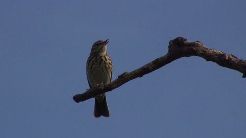 Tree Pipit on a branch