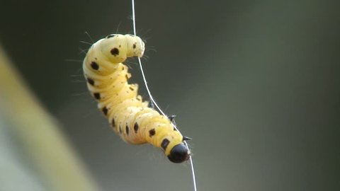 Caterpillar of the bird cherry-moth cocoon