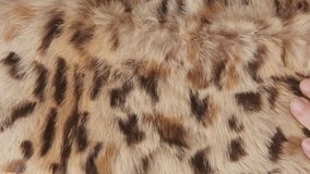 Female hand softly touching natural fur leopard, cheetah, jaguar, serval, tactile satisfying, conflict between luxury tactile satisfaction and animal protection issues, ethical sourcing - Powered by Shutterstock - Get 15% off with code: PIKWIZARD15