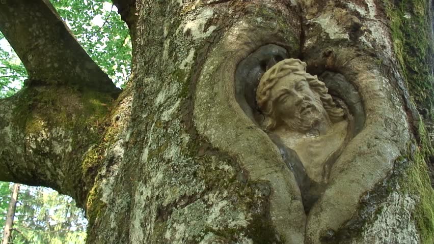 Face in a tree