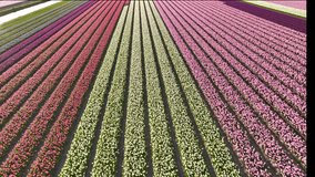 Aerial view of a blooming tulip field in the Lisse, Dutch Spring views in the Netherlands, colorful flowers - Powered by Shutterstock - Get 15% off with code: PIKWIZARD15