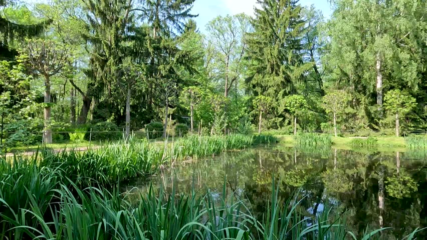 Beautiful summer scenery of the pond in the wildlife park. A lake with sedge surrounded by forest. A bird flying over the lake. Environmental friendliness.4K format
