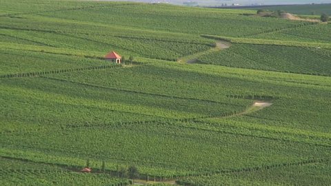 Vineyard in Nordheim