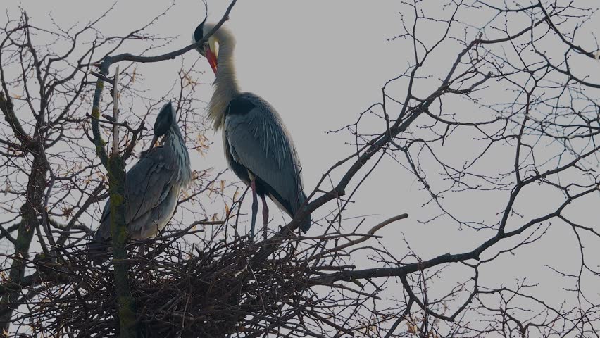 Close view of two Herons standing in their nest on top of a tree and grooming	