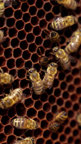 Frame with bees. Bees making honey. Busy bees working on a honeycomb. Active insects carrying pollen and honey. Apiary concept. Close-up. Vertical video