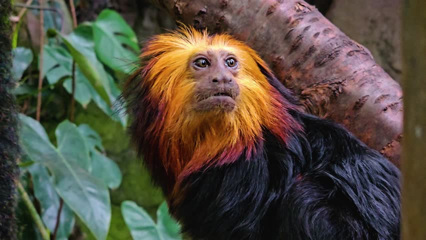 Close view of a Lion Tamarin Monkey sitting on a branch and looking around